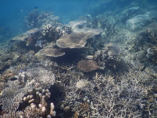 aerial view of coral reef