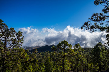 Spain, Tenerife, View above green tree tops in the mountains near volcano teide with dark rain clouds like fog and blue sky