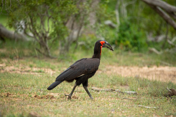 Southern ground Hornbills foraging and walking back to the nest with their prize in their beak for their young