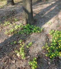 blooming yellow wood anemone on blurry background of spring park
