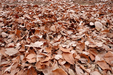 大量の落ち葉