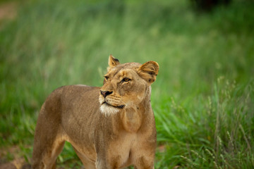 A pride of lions patrolling and doing a little hunting. One found a dead impala lamb and ran off with its prize