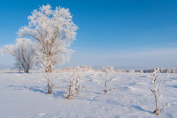 Winter, frost, dry grass on the field, trees, bushes and forest in the background covered with frost, bright blue sky.