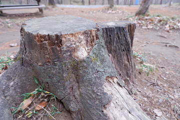 Obraz premium 切り株