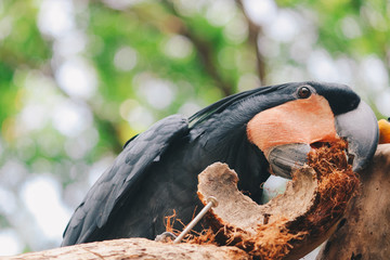 Palm cockatoo (Probosciger aterrimus) eating coconut shell. Dark parrot in green forest habitat....