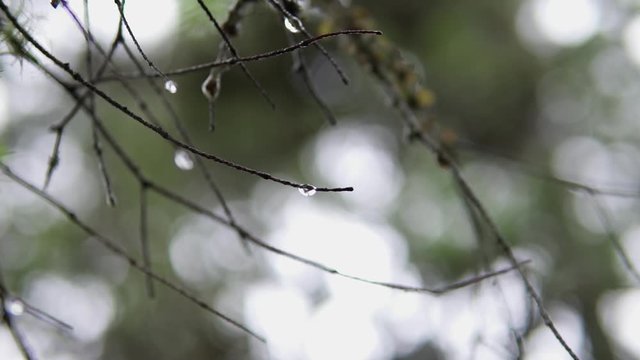 This was taken at a higher frame rate and has been converted to a slow motion video clip. Slow motion of droplets sitting on tree branches.