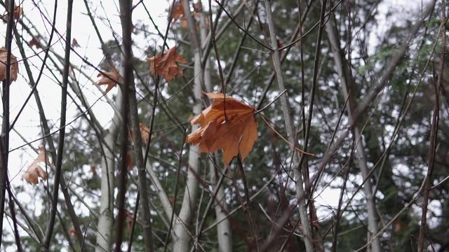 This footage shows a maple leaf stuck on a tree.
