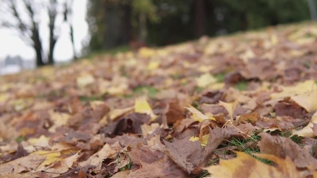 Low close up footage of leaves on the ground at a park. Fall colors are nice.