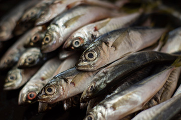 .a lot of fresh fish close up