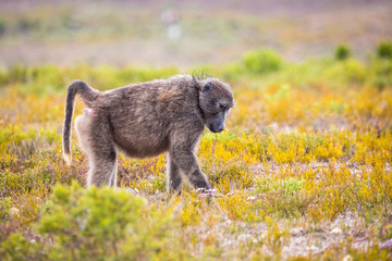 Baboon foraging in fynbos vegetation, De Hoop Nature Reserve, South Africa