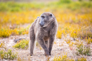Close up of a baboon in fynbos vegetation, De Hoop Nature Reserve, South Africa