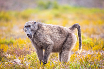 Baboon foraging in fynbos vegetation, De Hoop Nature Reserve, South Africa