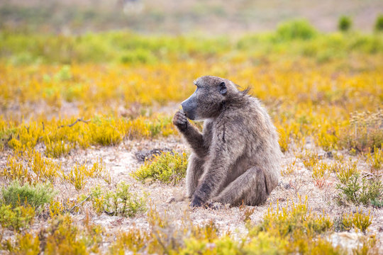 Baboon sitting in fynbos vegetation in a "thinker's pose", De Hoop Nature Reserve, South Africa