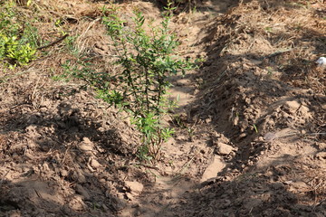 Bunch of pomegranate fruit growing on a tree in the garden