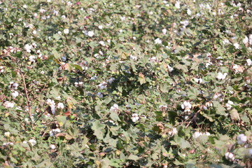 Cotton field plantation texture background