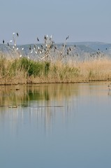 flock of birds on lake