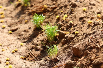Fennel plant (Foeniculum vulgare) in growth at garden