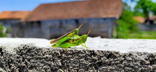 views of two green grasshoppers on the white wall next to the house