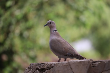 Side view of an African collared Doves sitting on rock