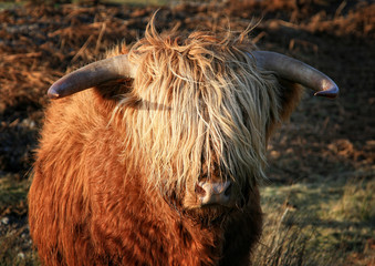 Schottisches Hochlandrind - Highland Cow