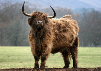 Schottisches Hochlandrind - Highland Cow