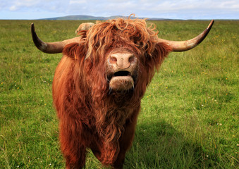 Schottisches Hochlandrind - Highland Cow