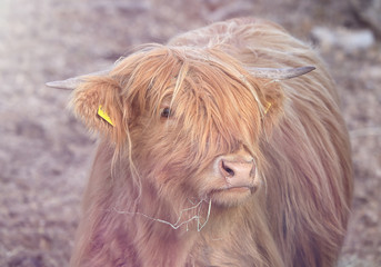 Naklejka premium Schottisches Hochlandrind - Highland Cow