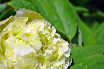 Soft yellow-green terry peony flower, blurry petals close up detail, soft green blurry leaves background