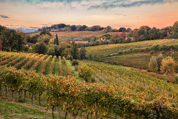 Faenza, Ravenna, Emilia Romagna, Italy: landscape of the countryside with vineyards