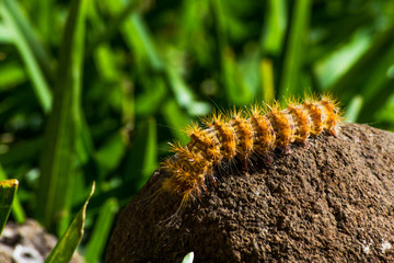 yellow and brown caterpillar on rock