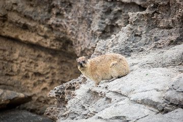 Dassie sitting on the rocky coast of De Hoop Nature Reserve, South Africa