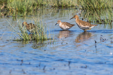 Ruff (Philomachus pugnax)