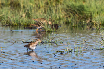 Ruff (Philomachus pugnax)