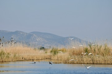 landscape with lake and mountains