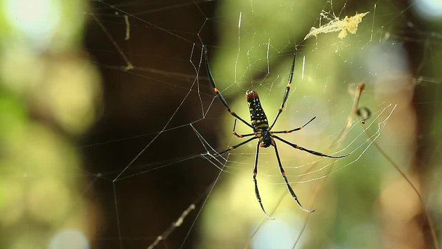 Close up view of Nephila pilipes spider or Golden silk orb-weaver or Giant Wood Spider on spider web in the jungle