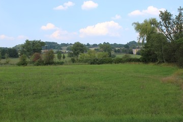 landscape with green field and trees