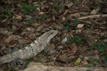 A Common Spiny-tailed Iguana (Ctenosaura similis)