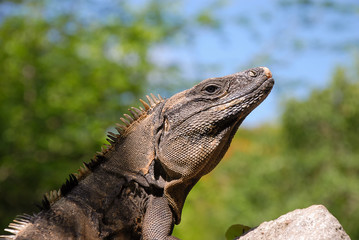 A Common Spiny-tailed Iguana (Ctenosaura similis)