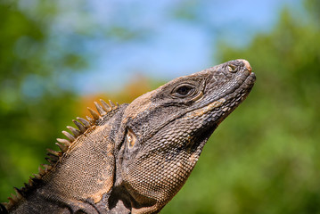 A Common Spiny-tailed Iguana (Ctenosaura similis)