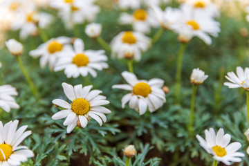 Fototapeta na wymiar Big white daisy in Provence at spring