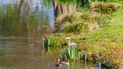 Gray heron in the reeds