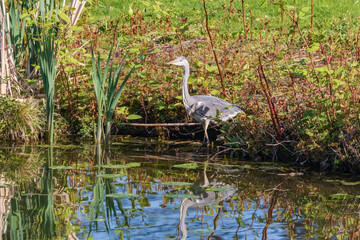 Gray heron is stands on a water