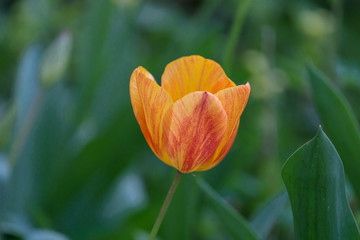 Single ripe orange tulip