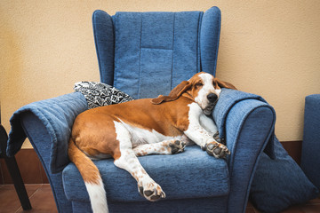 Dog sleeping soundly resting on blue armchair or sofa. Beautiful Basset Hound Tired Detective Sniffer Dog Lying.