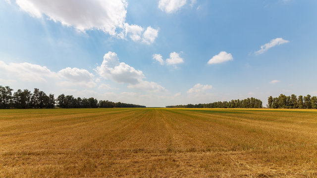 Empty wheat field