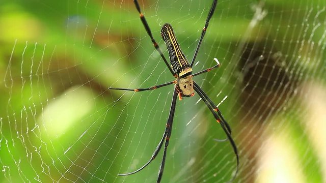 Close up view of Nephila pilipes spider or Golden silk orb-weaver or Giant Wood Spider on spider web in the jungle