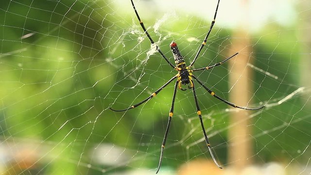 Close up view of Nephila pilipes spider or Golden silk orb-weaver or Giant Wood Spider on spider web in the jungle