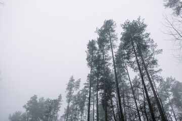 tops of pines in the woods against the grey sky on a misty day