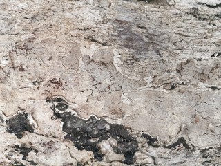 Dry tree bark texture for background and wallpaper. Texture of wood in close up