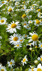 Obraz na płótnie Canvas Beautiful daisies in a summer field